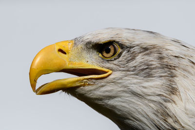 Close-up of eagle against white background