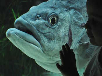 Child looking at large fish in aquarium