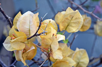 Close-up of yellow flowering plant leaves during autumn