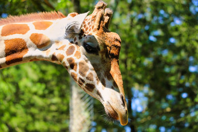 Close-up giraffe at a zoo