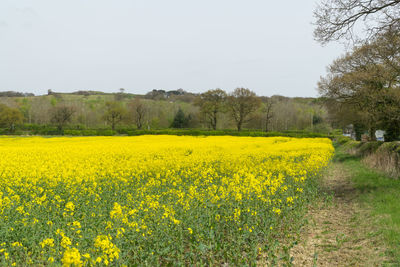 Scenic view of oilseed rape field against clear sky