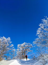 Snow covered tree against blue sky