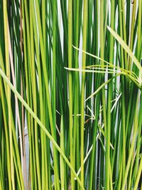 Full frame shot of bamboo plants