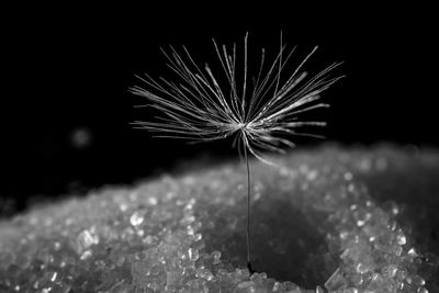 Close-up of dandelion on field