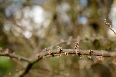 Close-up of branch against blurred background