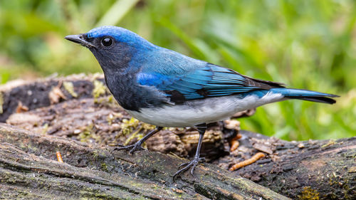 Close-up of bird perching on field