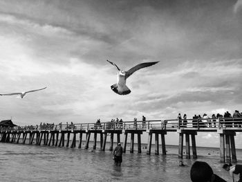 Seagulls flying over lake