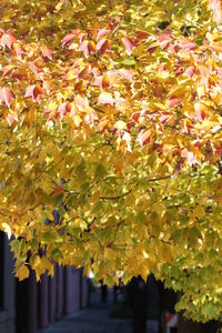 Close-up of autumn tree