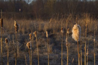 Close-up of dry plants on land