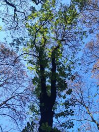 Low angle view of tree against sky