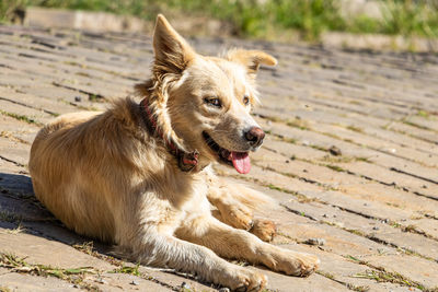 Dog looking away