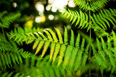 Close-up of fern leaves