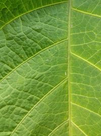 Macro shot of water drops on leaf