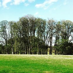 Trees on grassy field