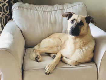 Portrait of dog resting on sofa at home