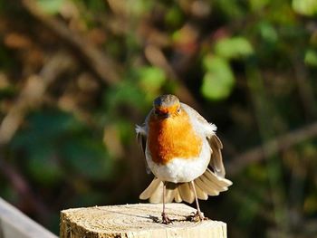 Close-up of bird perching on railing