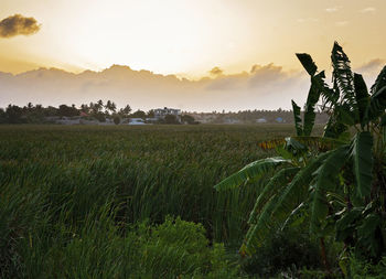 Plants growing on field against sky during sunrise