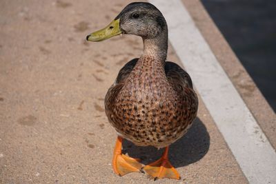 High angle view of a duck