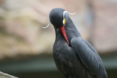 Close-up of bird perching outdoors