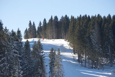 Snow covered pine trees in forest against sky