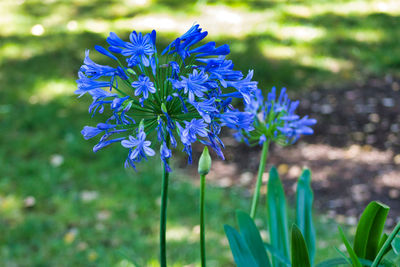 Close-up of purple flowering plant on field