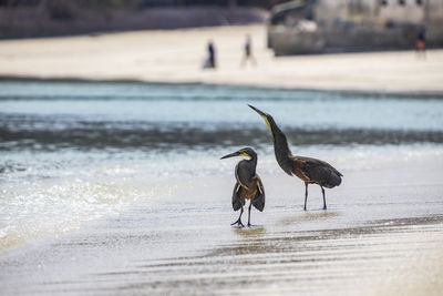 Wild herons interact on the sand in contadora island 