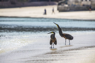 Bird drinking water