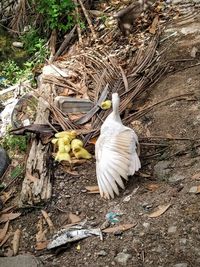 High angle view of birds on land