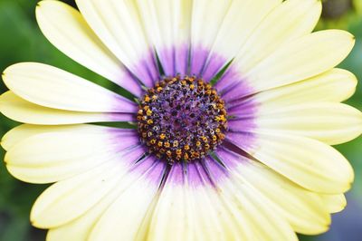 Close-up of yellow flower