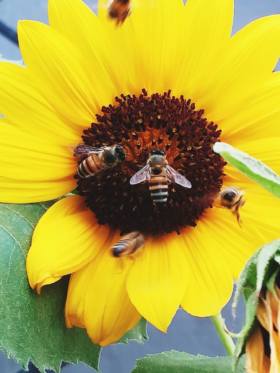 CLOSE-UP OF HONEY BEE ON YELLOW SUNFLOWER