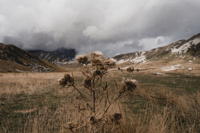 Scenic view of field against sky