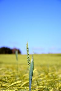 High angle view of stalks in field against sky