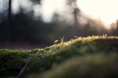 Close-up of snail on grass