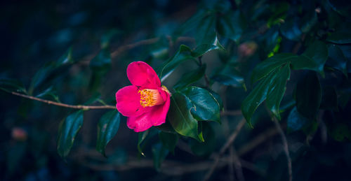 Close-up of pink rose flower