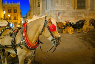 Close-up of horse cart