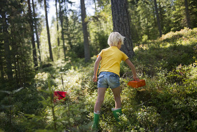 A boy picking blueberries