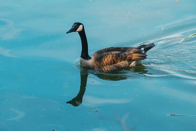 High angle view of duck swimming in lake