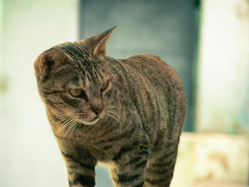 Close-up of cat