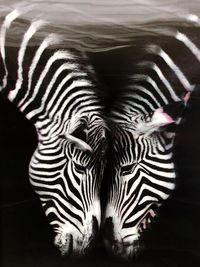 Close-up of zebra