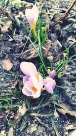 Close-up of flowers blooming in field