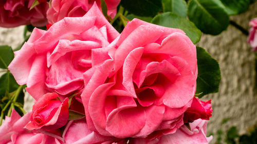 Close-up of pink rose