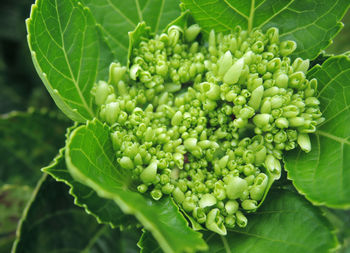 Close-up of fruits growing in vineyard