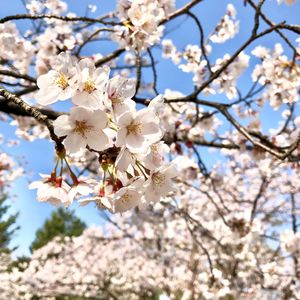 Low angle view of cherry blossoms in spring