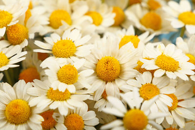 Close-up of white daisy flowers