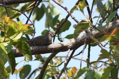 Low angle view of bird perching on tree against sky