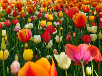 Close-up of tulips in field