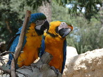 Close-up of parrot perching on branch