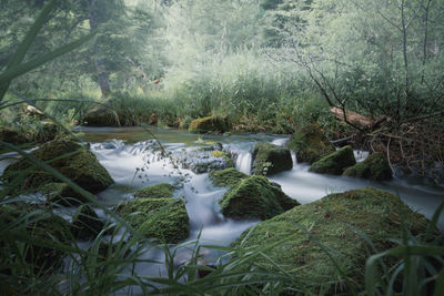 Scenic view of waterfall in forest