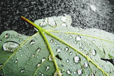 Close-up of raindrops on leaf