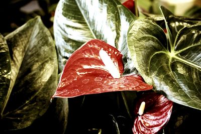 Close-up of red leaves